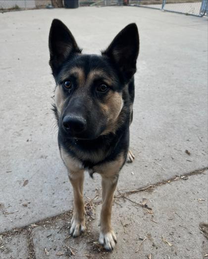 Dakota — thumbnail 5