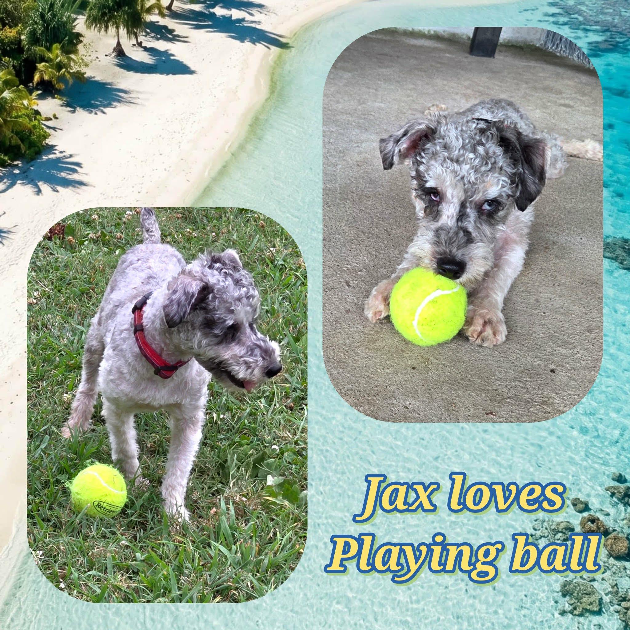 Jax, a ADOPTABLE Schnoodle in Grove, OK image 3/3