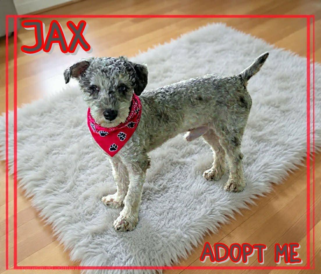Jax, ADOPTABLE, Young Male Schnoodle.