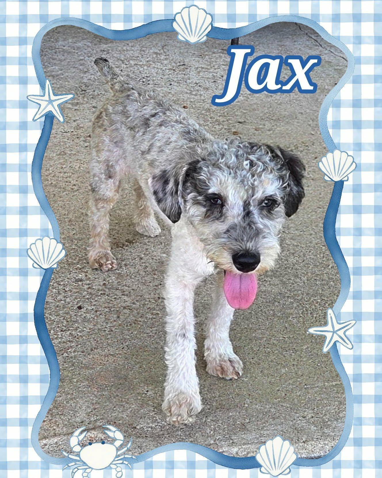 Jax, a ADOPTABLE Schnoodle in Grove, OK image 2/3