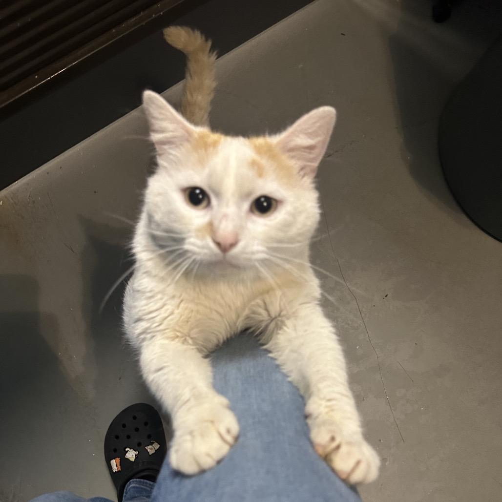 Toffee, Adoptable, Adult Male Domestic Short Hair.