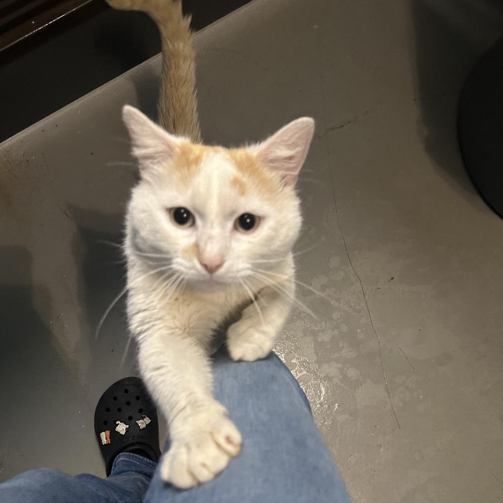 Toffee, a Adoptable Domestic Short Hair in Troy, VA image 2/6