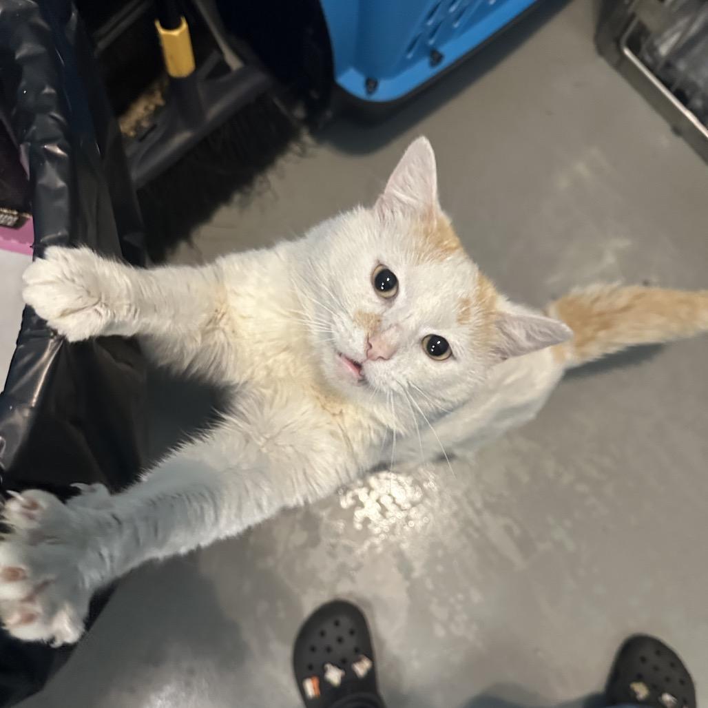 Toffee, a Adoptable Domestic Short Hair in Troy, VA image 3/6