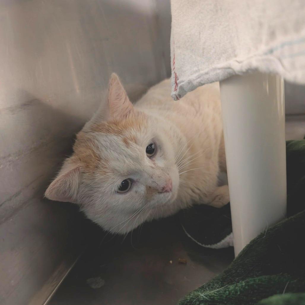 Toffee, a Adoptable Domestic Short Hair in Troy, VA image 4/6
