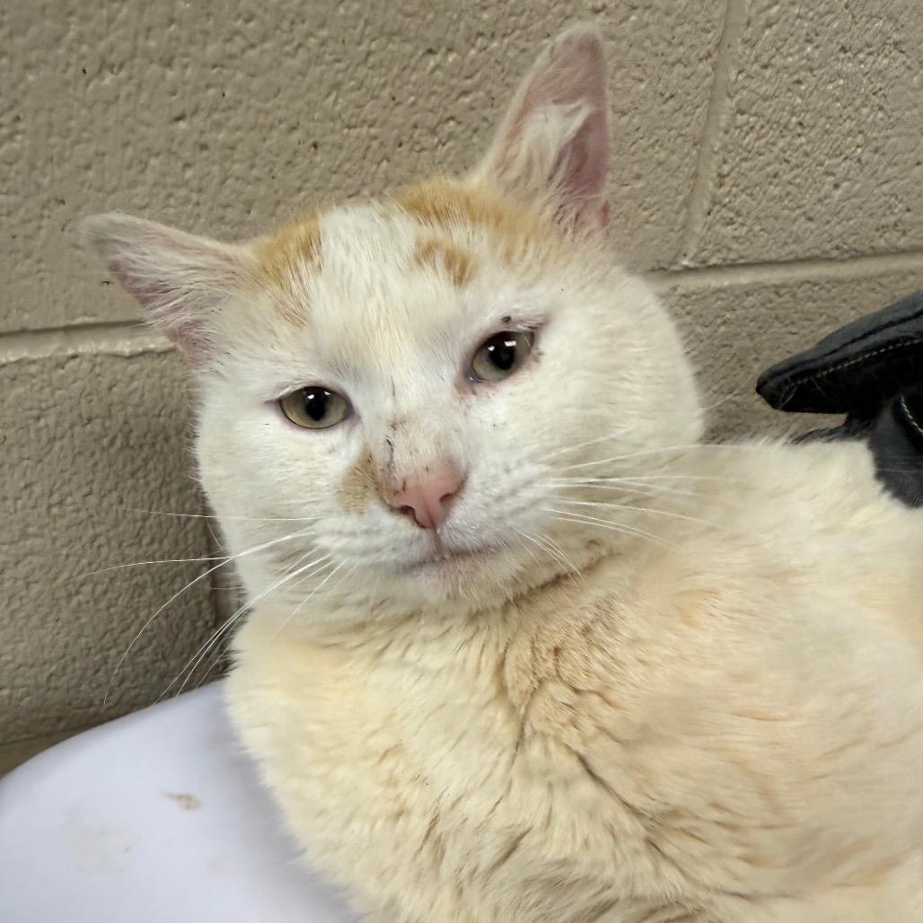 Toffee, a Adoptable Domestic Short Hair in Troy, VA image 5/6