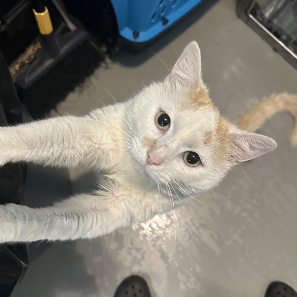 Toffee, a Adoptable Domestic Short Hair in Troy, VA image 6/6
