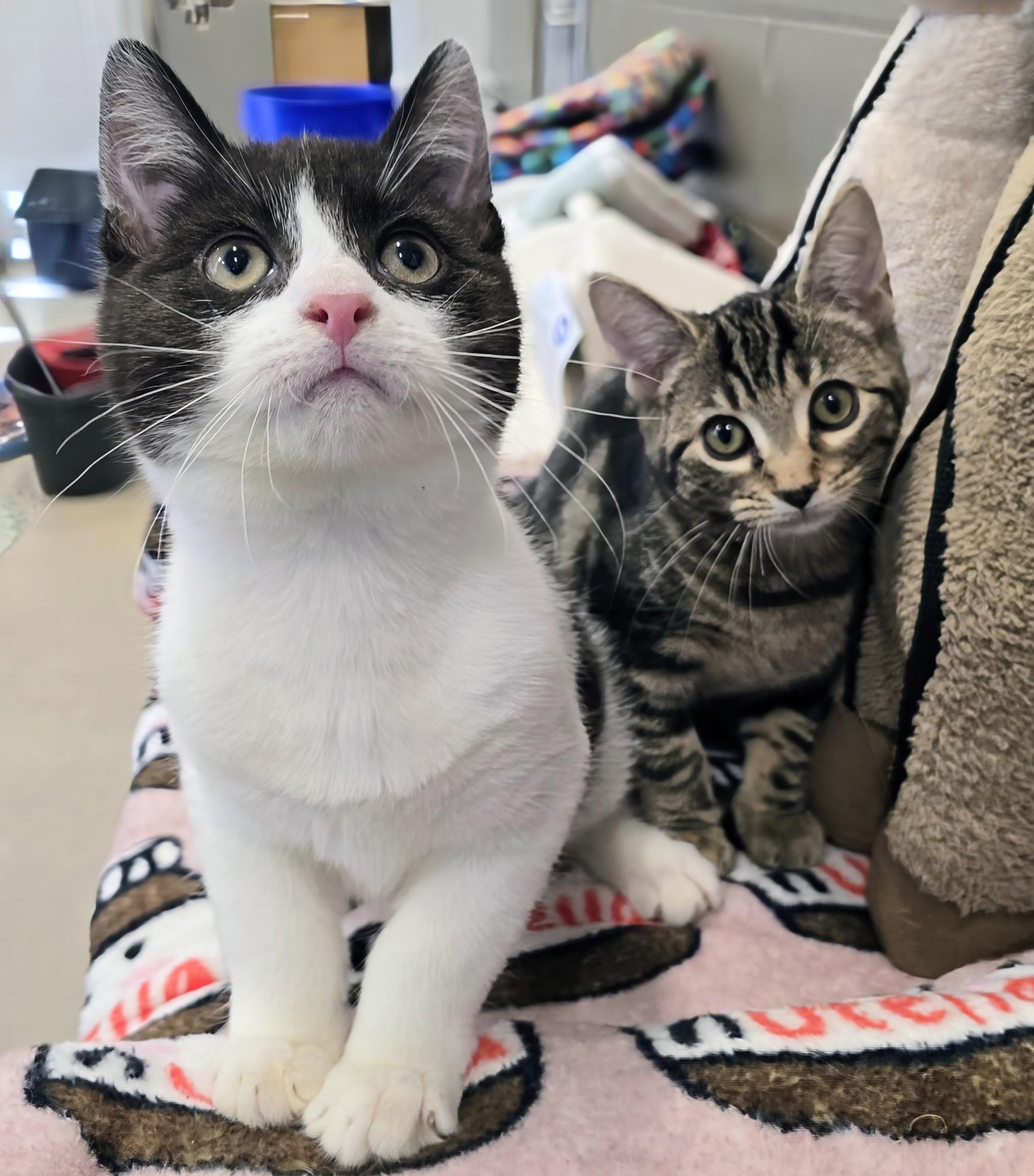 6-350 Sally & 6-353 Scrappy, Adopted, Kitten Female Domestic Short Hair.