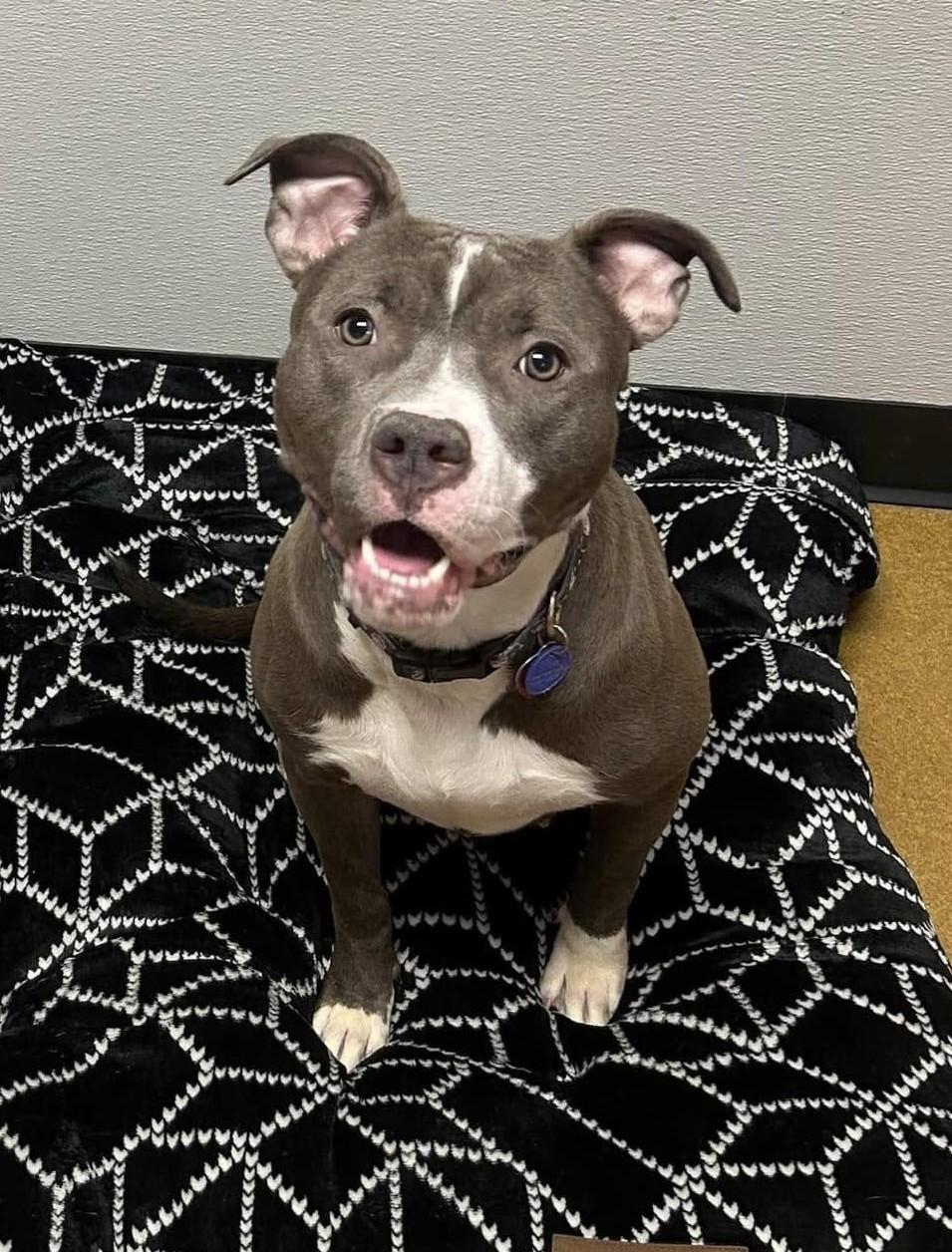 Enlarge Lightning, a Adoptable mixed breed in Maryville, MO image 1/5