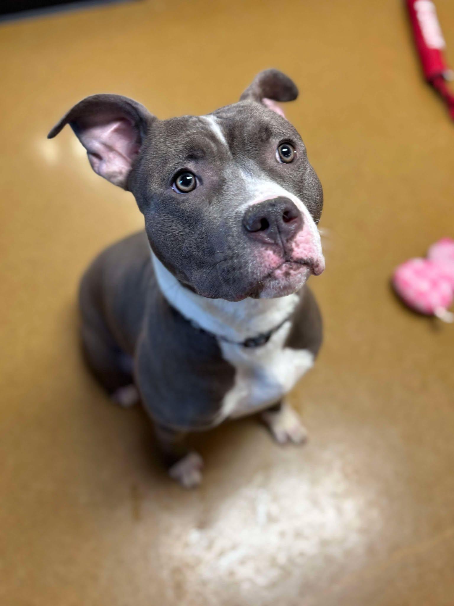 Enlarge Lightning, a Adoptable mixed breed in Maryville, MO image 5/5