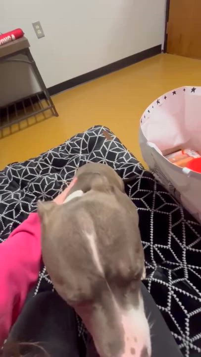 Enlarge Lightning, a Adoptable mixed breed in Maryville, MO video 3/5