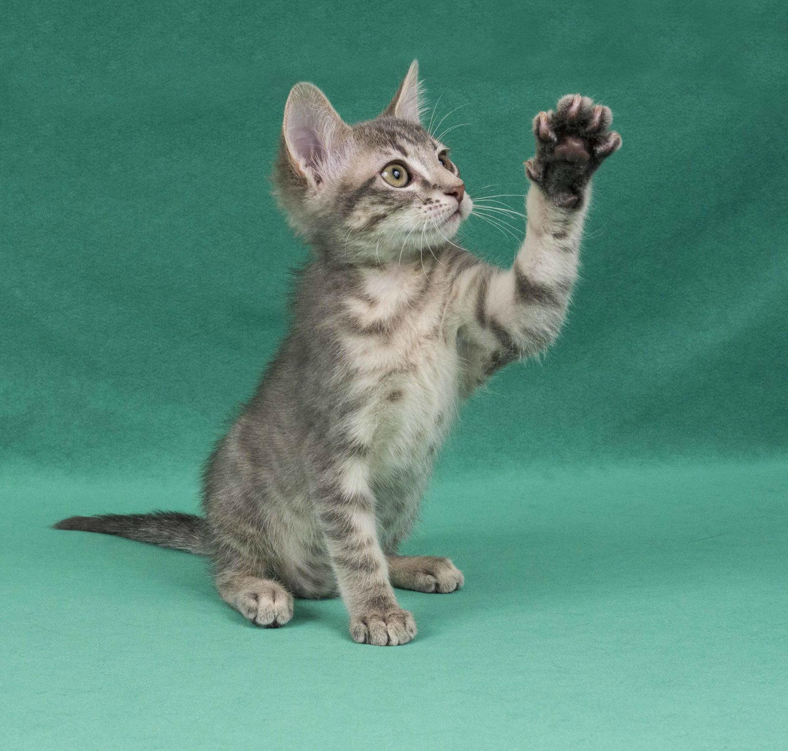 Keuka, a Adoptable Domestic Short Hair in Davis, CA image 1/3