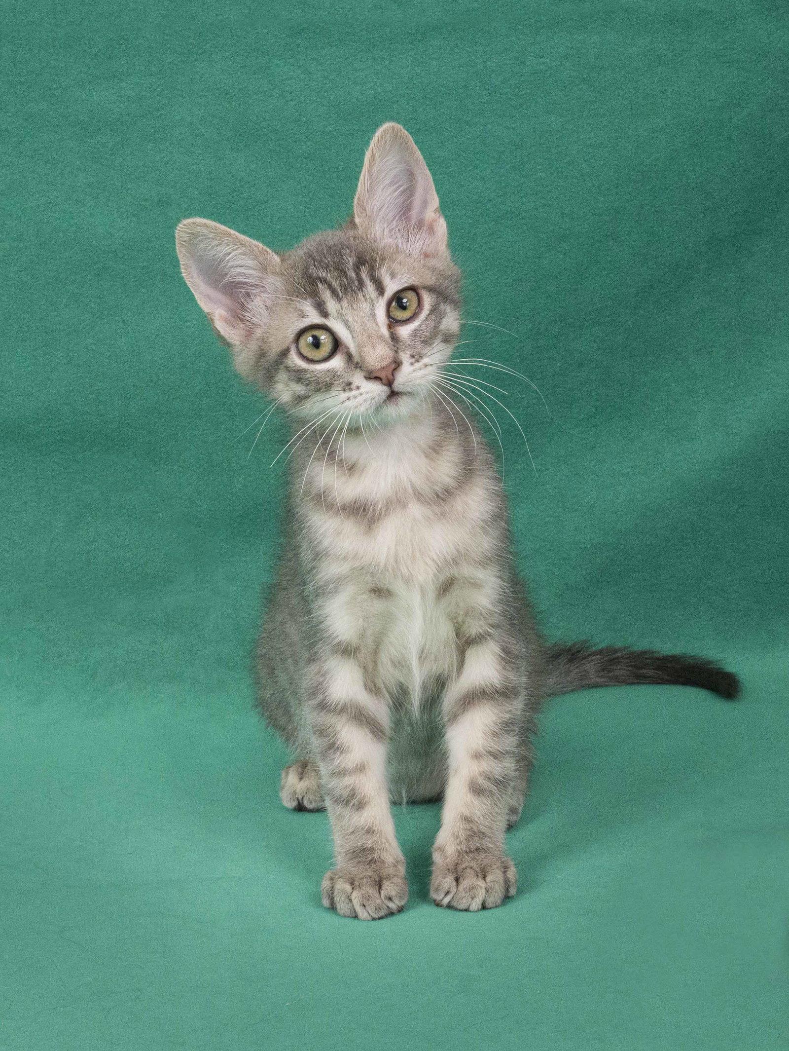 Keuka, a Adoptable Domestic Short Hair in Davis, CA image 2/3
