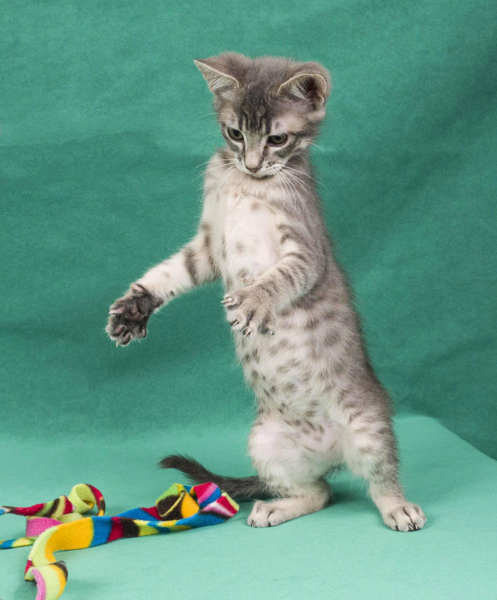 Keuka, a Adoptable Domestic Short Hair in Davis, CA image 3/3