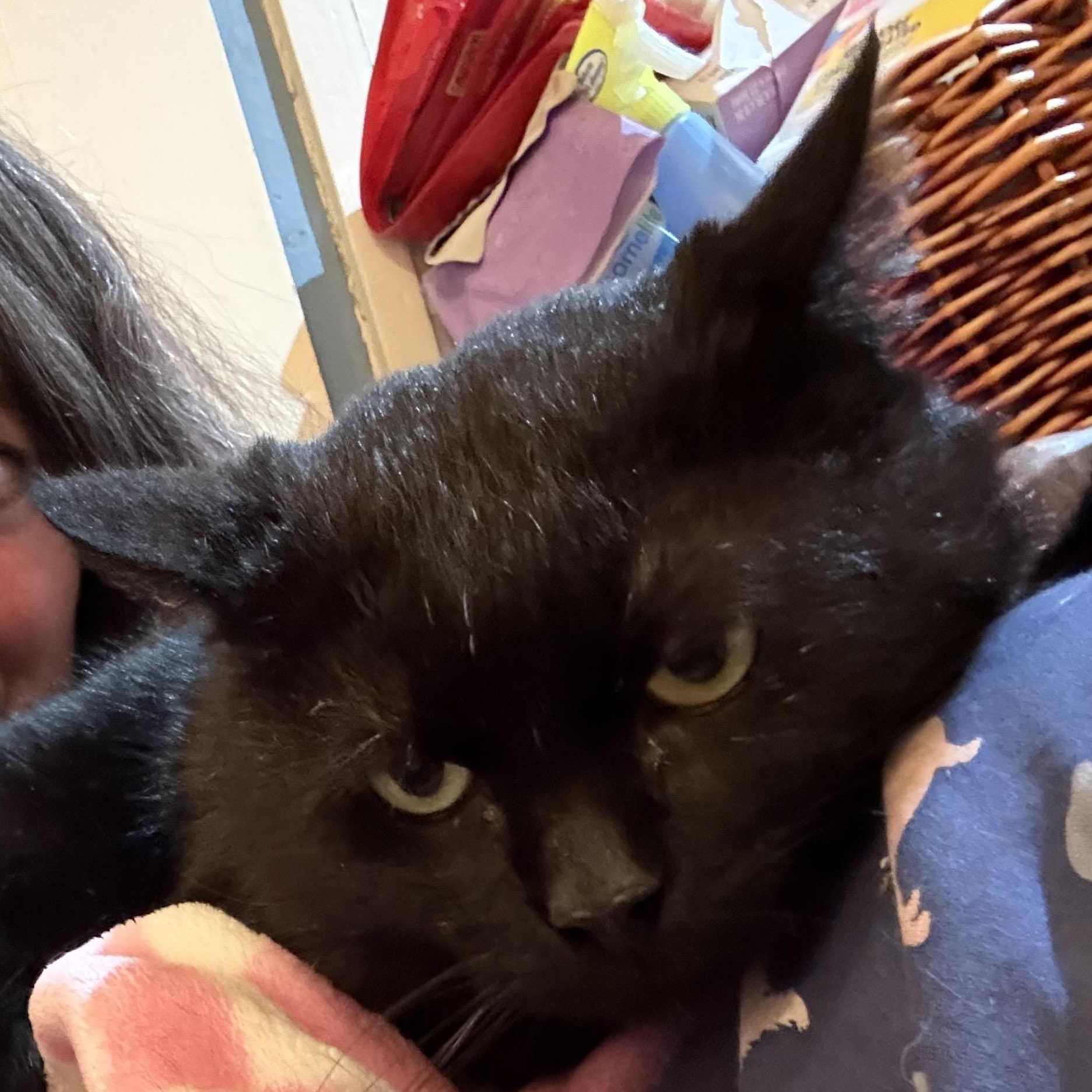 Toothless, ADOPTABLE, Adult Male Domestic Short Hair.