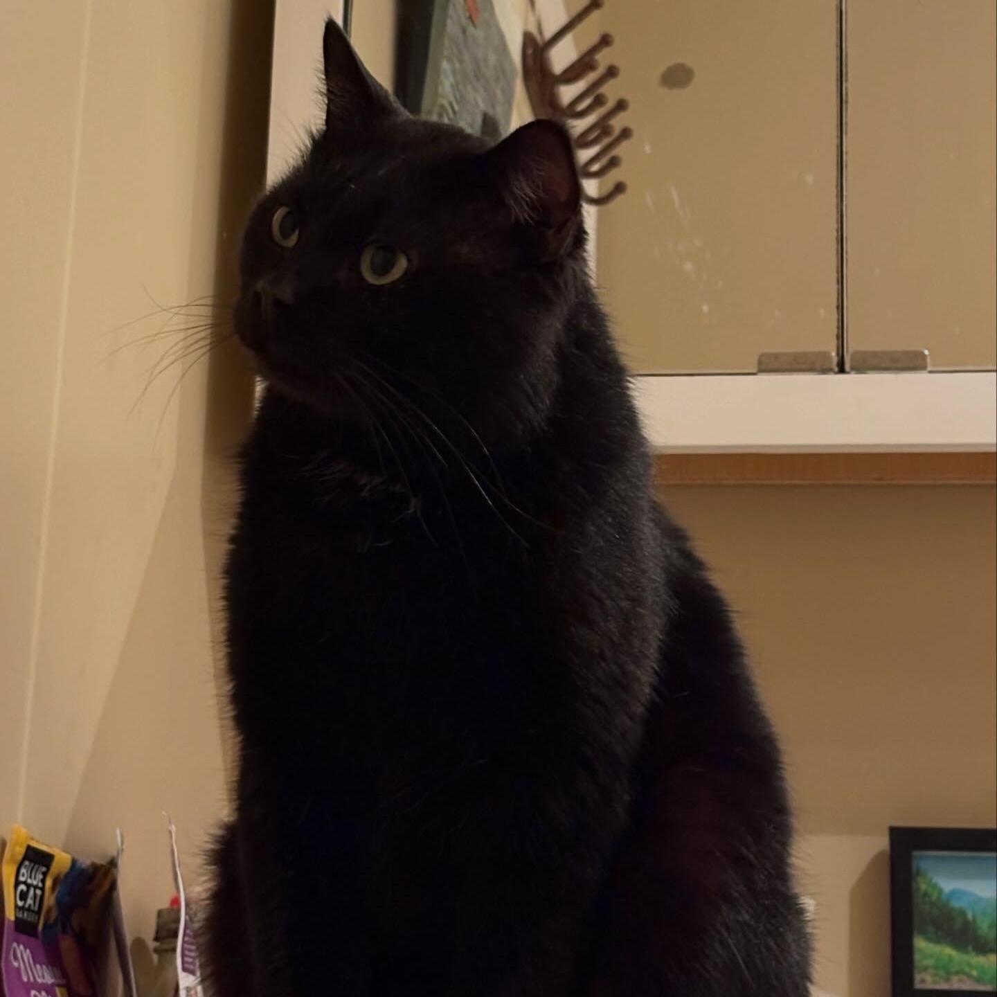 Toothless, a ADOPTABLE Domestic Short Hair in Fair Haven, VT image 3/3