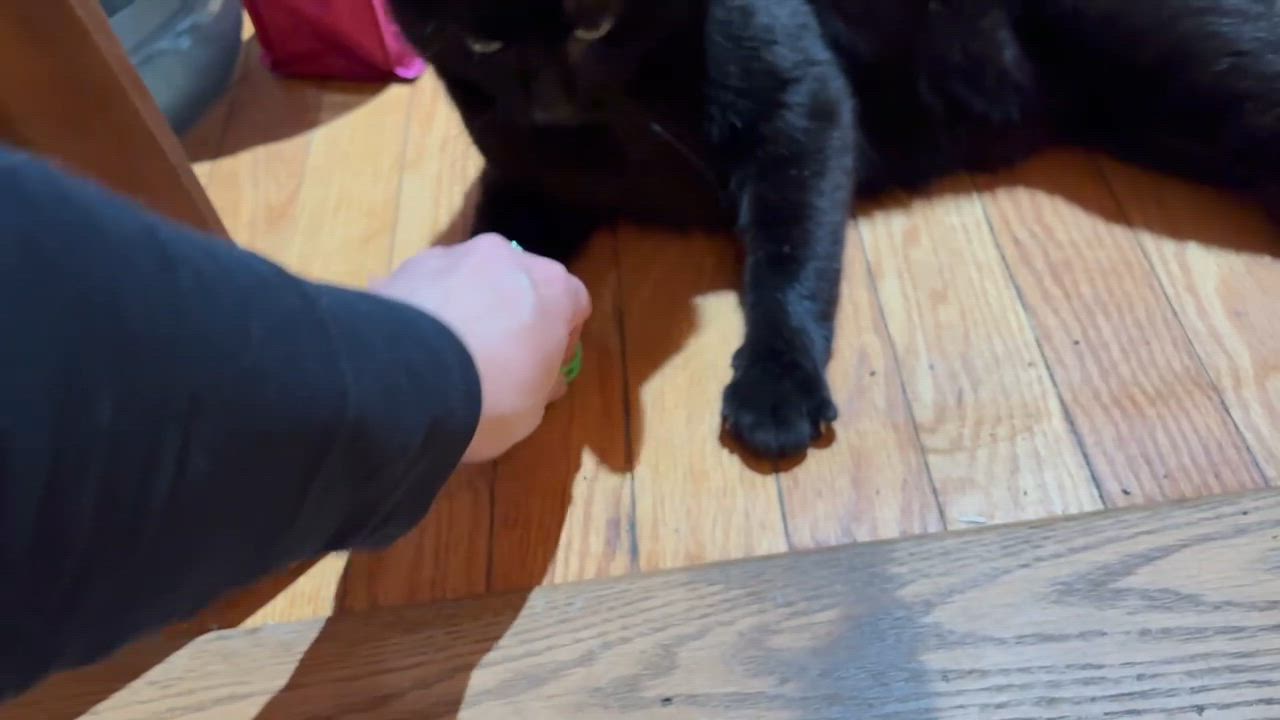Enlarge Toothless, a ADOPTABLE Domestic Short Hair in Fair Haven, VT video 2/3