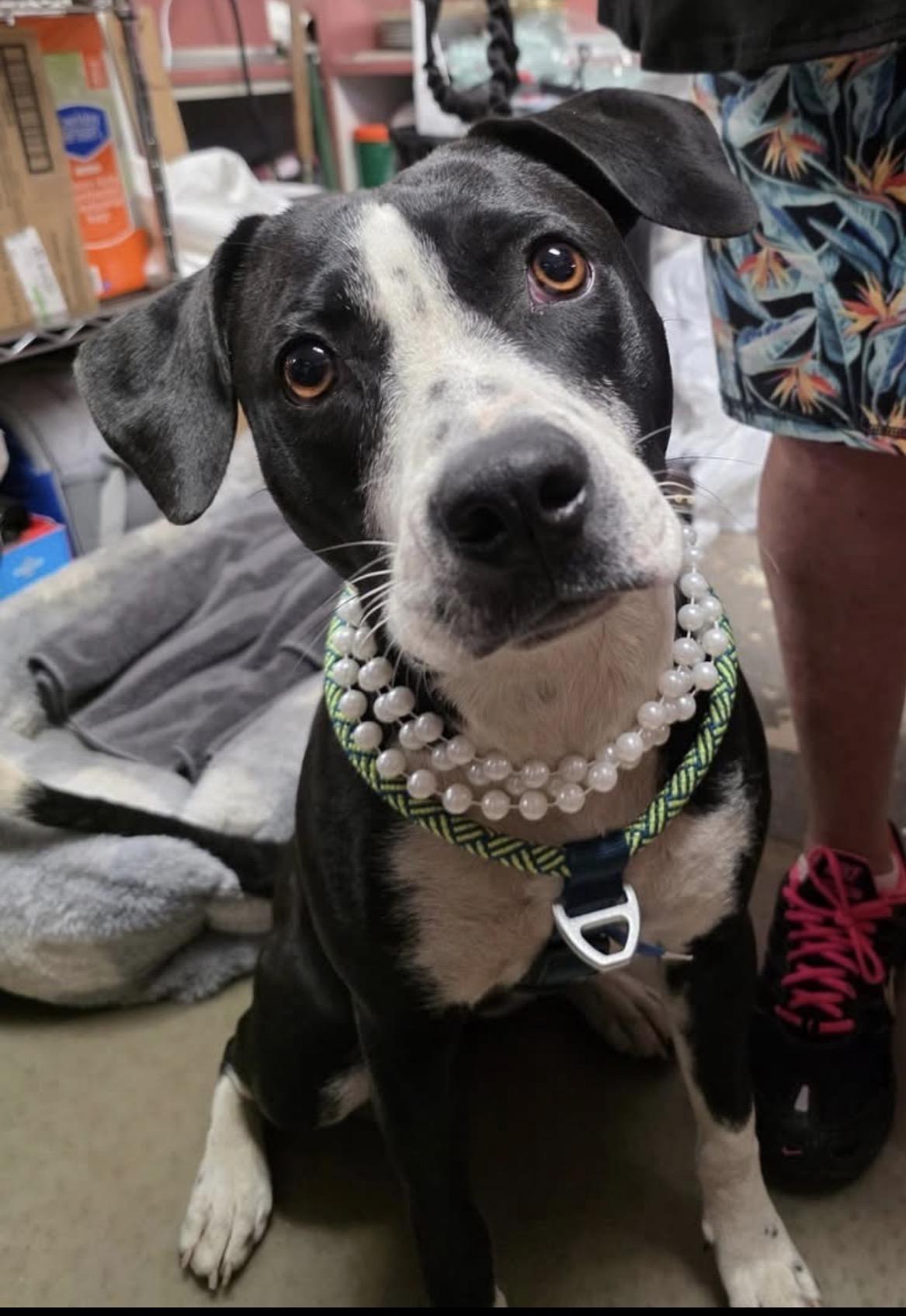 Molly, ADOPTABLE, Young Female Catahoula Leopard Dog.