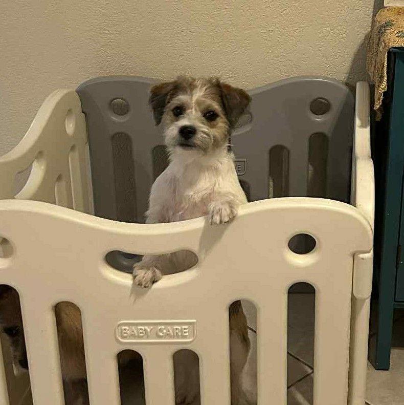 Enlarge KNOX, a Adopted Terrier in Katy, TX image 1/3