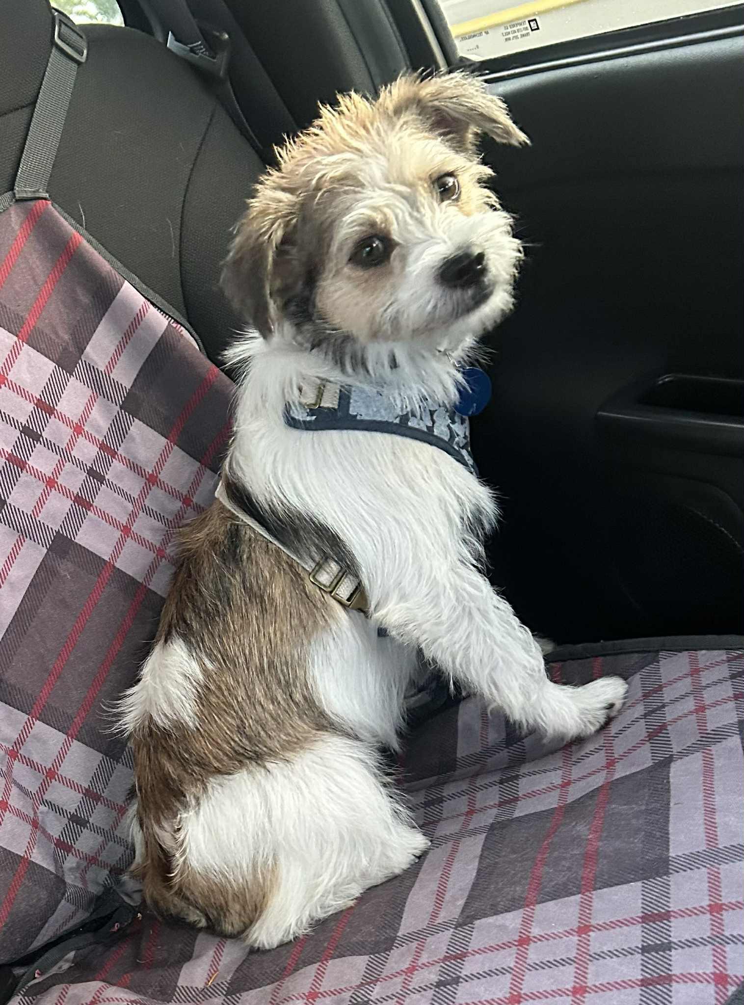 Enlarge KNOX, a Adopted Terrier in Katy, TX image 2/3