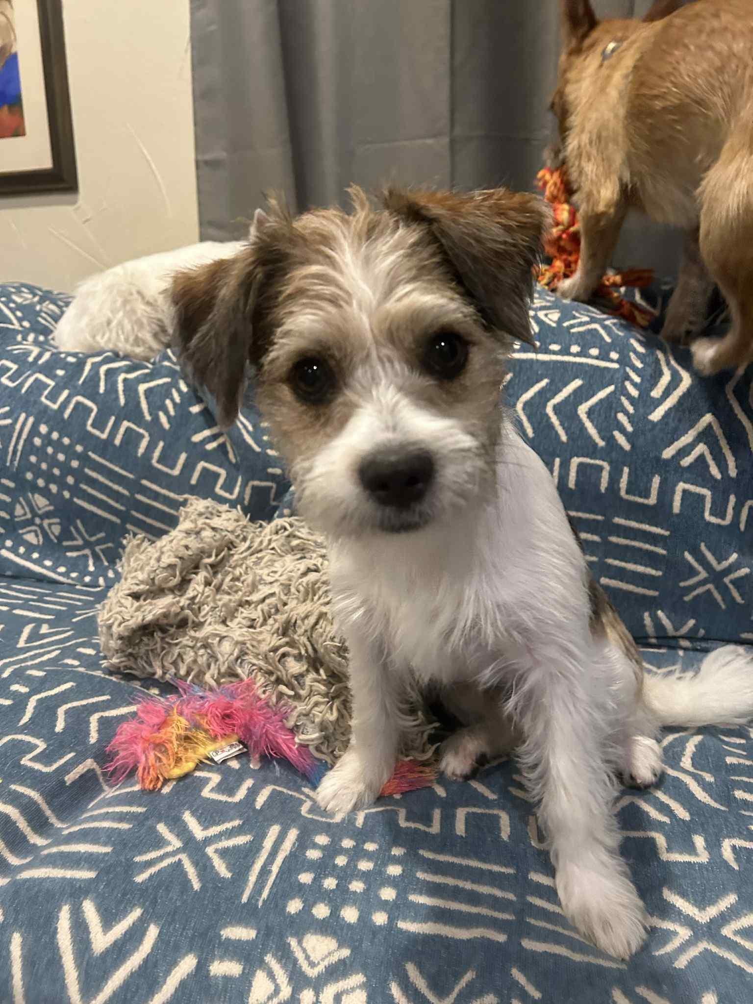 Enlarge KNOX, a Adopted Terrier in Katy, TX image 3/3