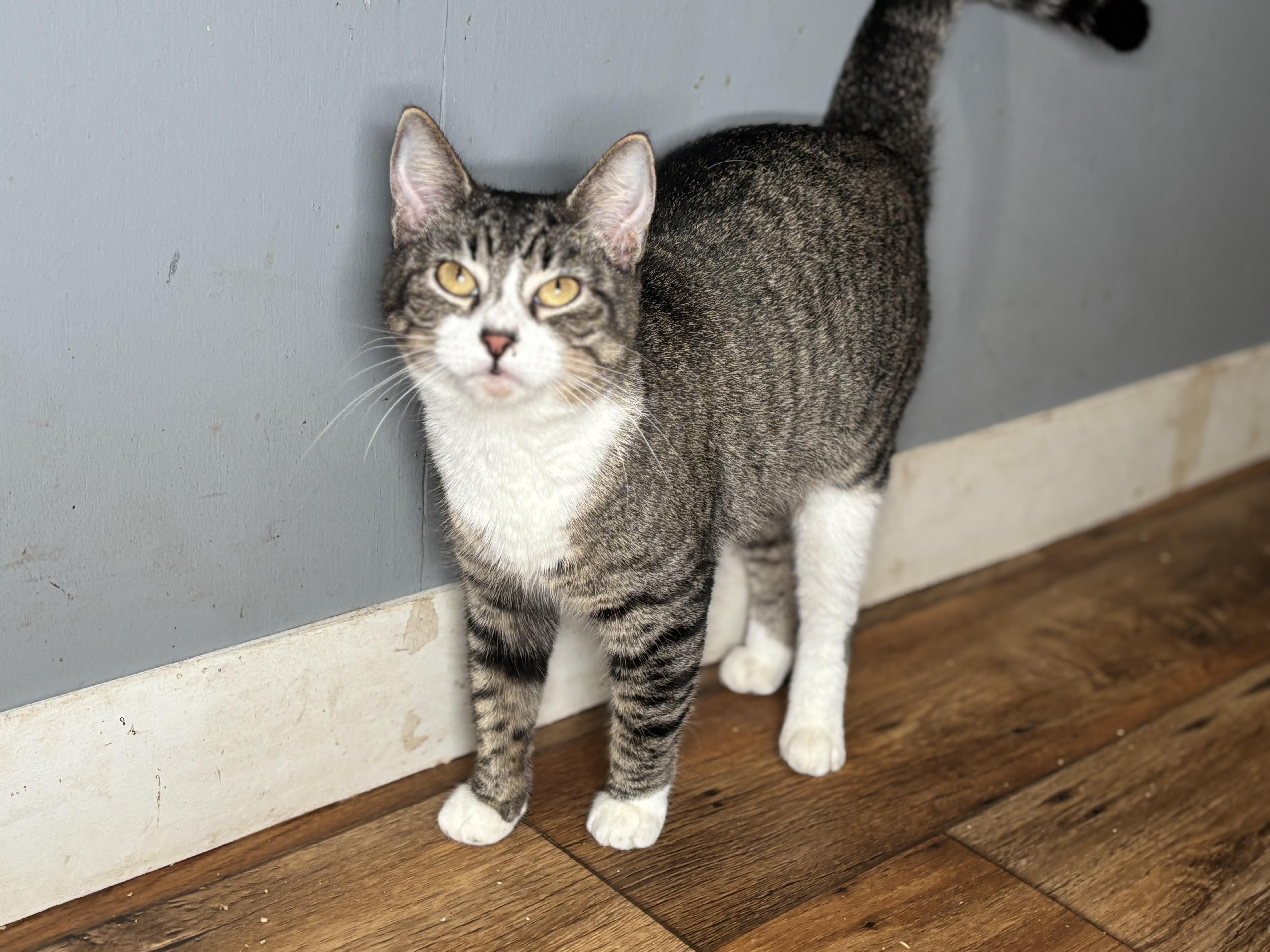 Enlarge Peachy, a Adoptable Domestic Short Hair in Brattleboro, VT image 4/6