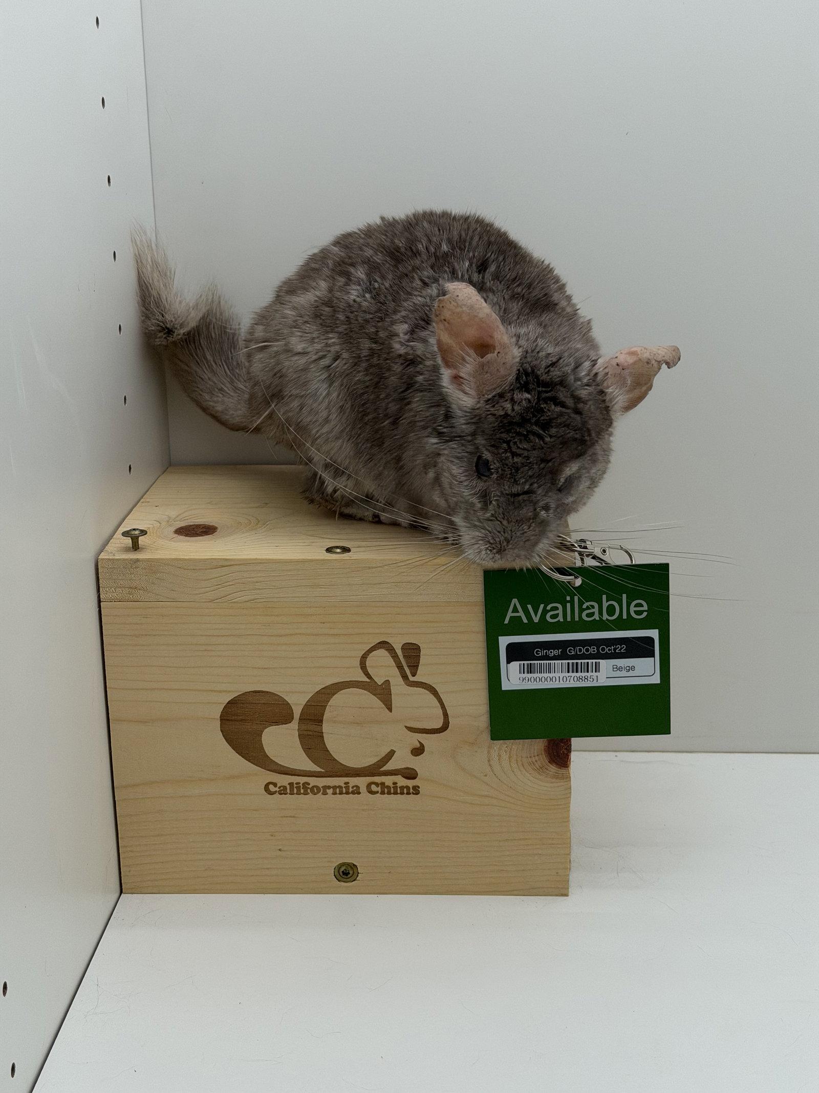 Enlarge Ginger, a Adoptable Chinchilla in Sunnyvale, CA image 1/3