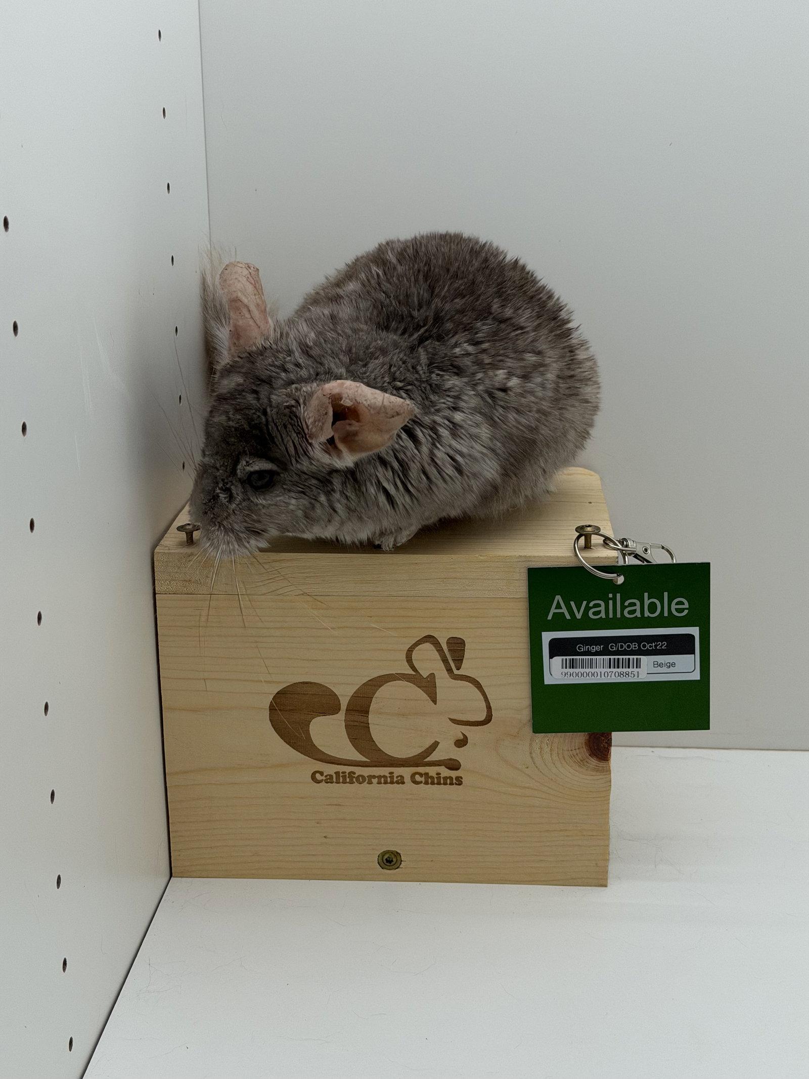 Enlarge Ginger, a Adoptable Chinchilla in Sunnyvale, CA image 2/3