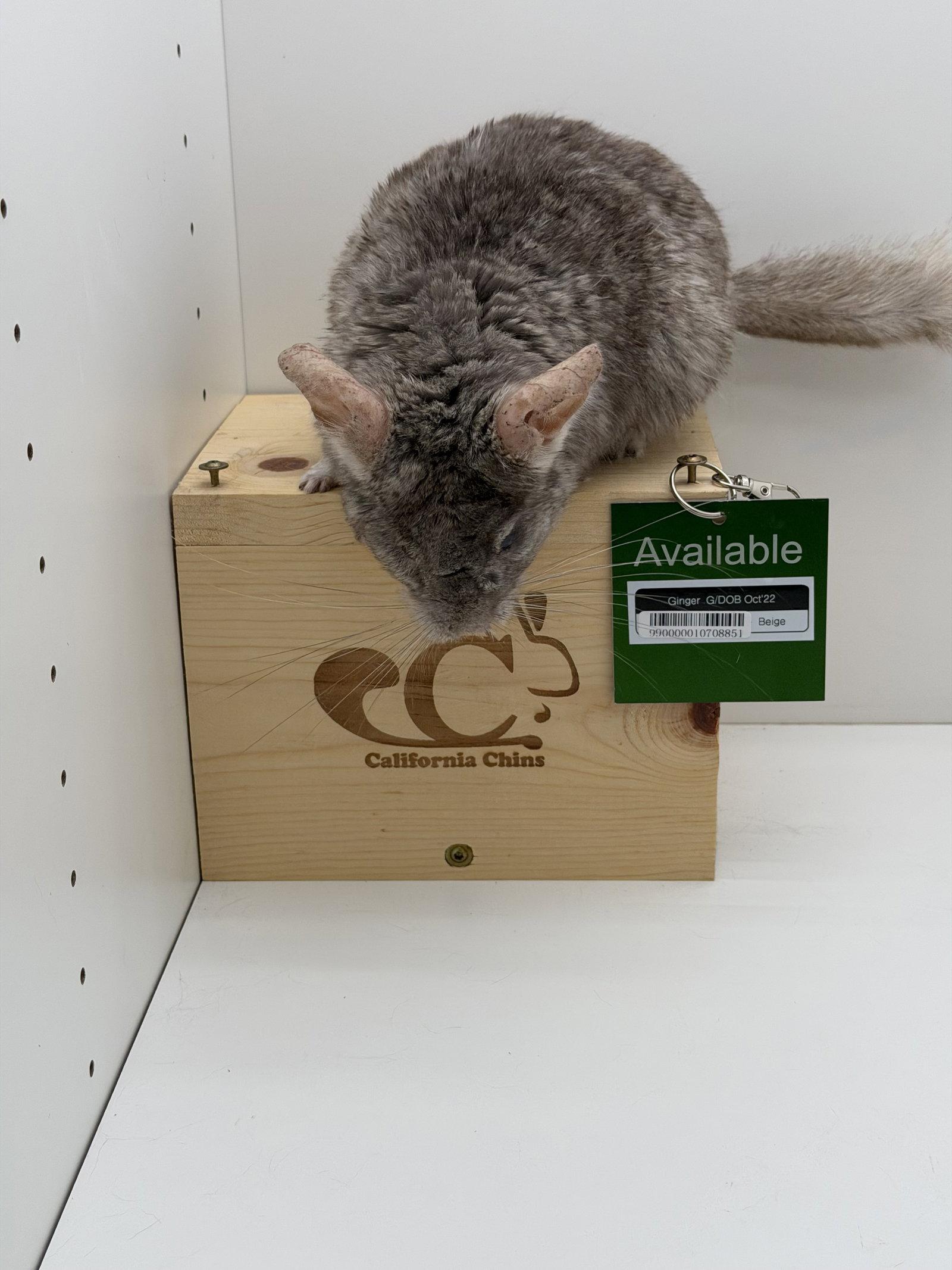 Enlarge Ginger, a Adoptable Chinchilla in Sunnyvale, CA image 3/3