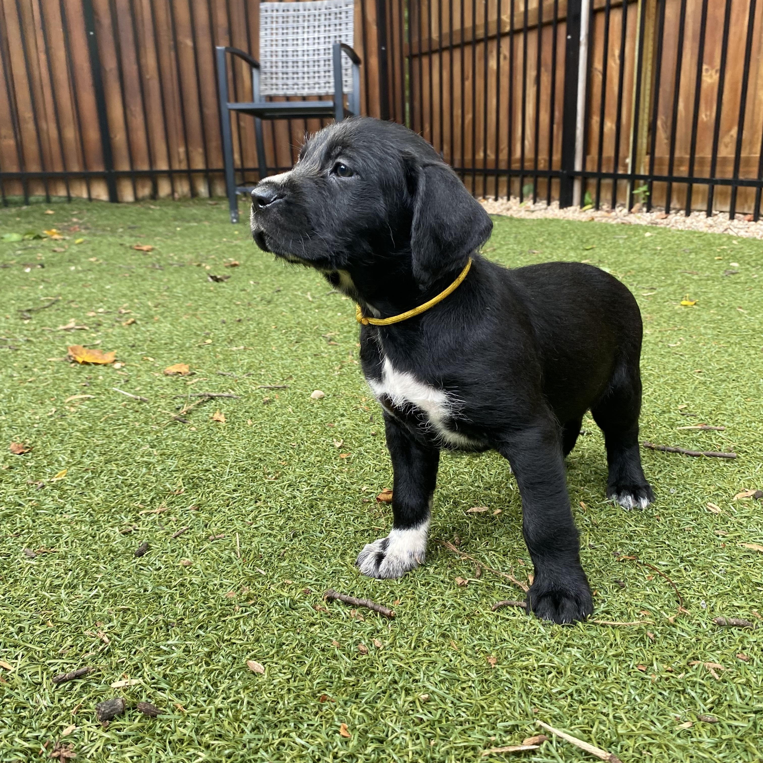 Legend, adopted, Puppy Male Border Collie.