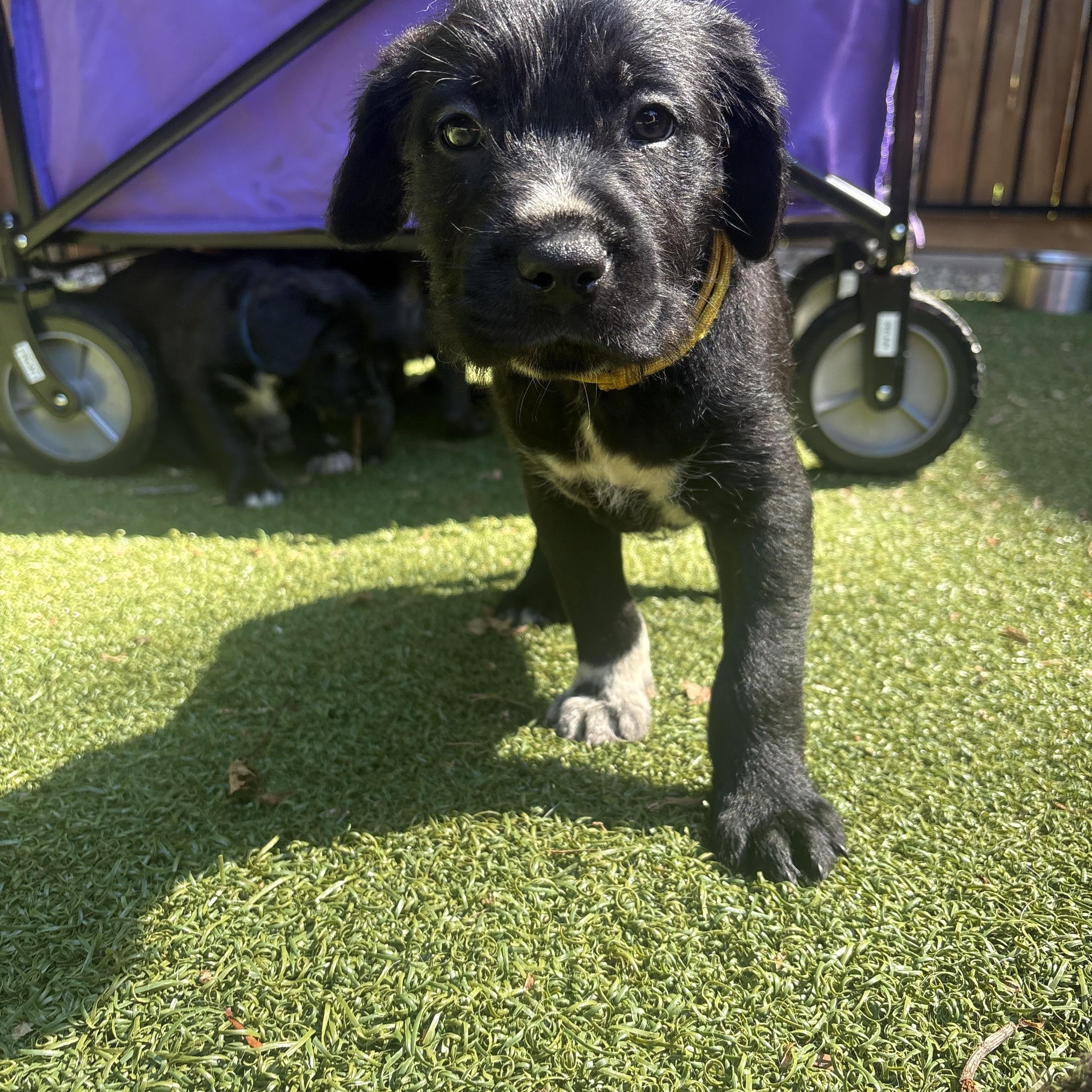 Legend, an adopted mixed breed in Charlotte, NC image 2/6