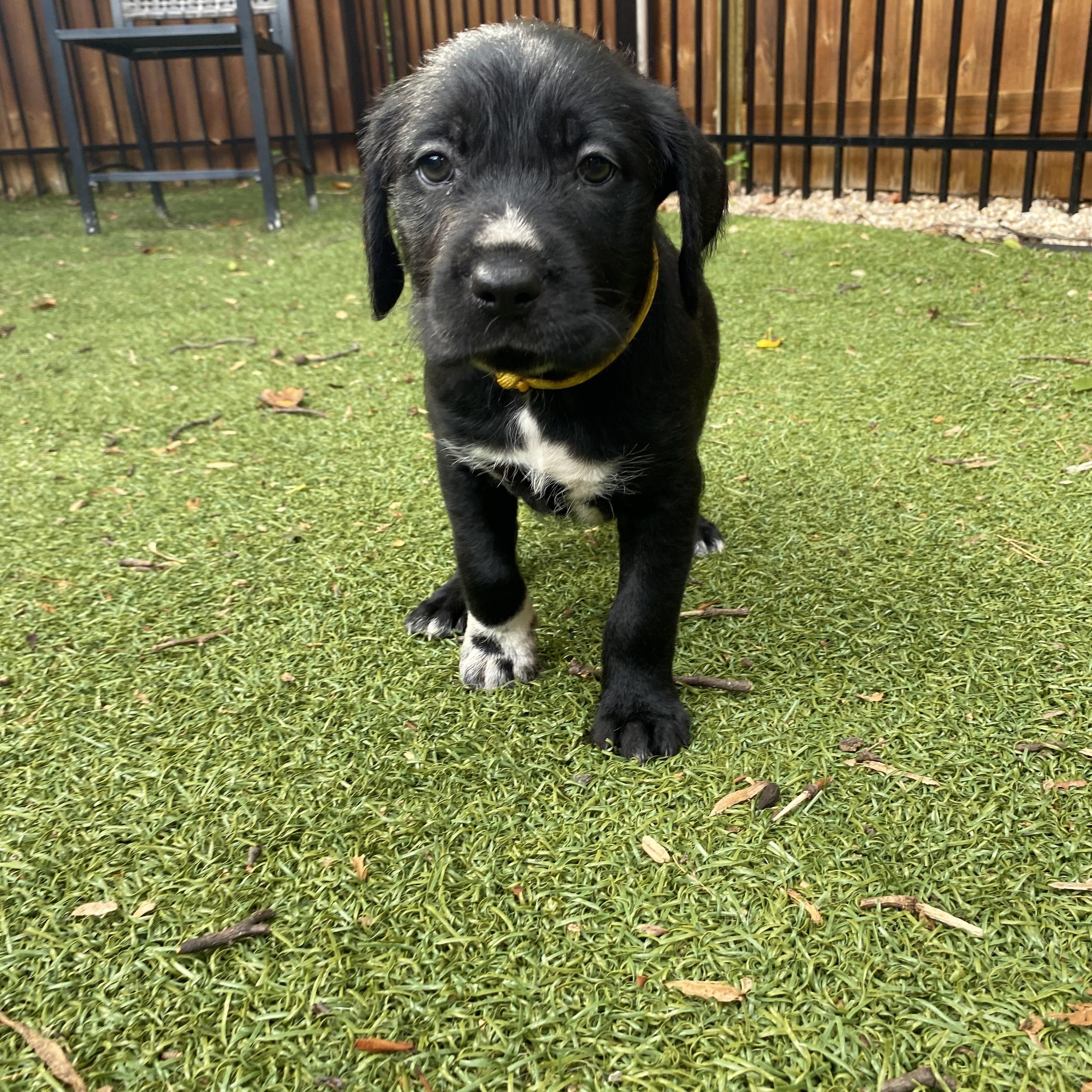 Legend, an adopted mixed breed in Charlotte, NC image 4/6