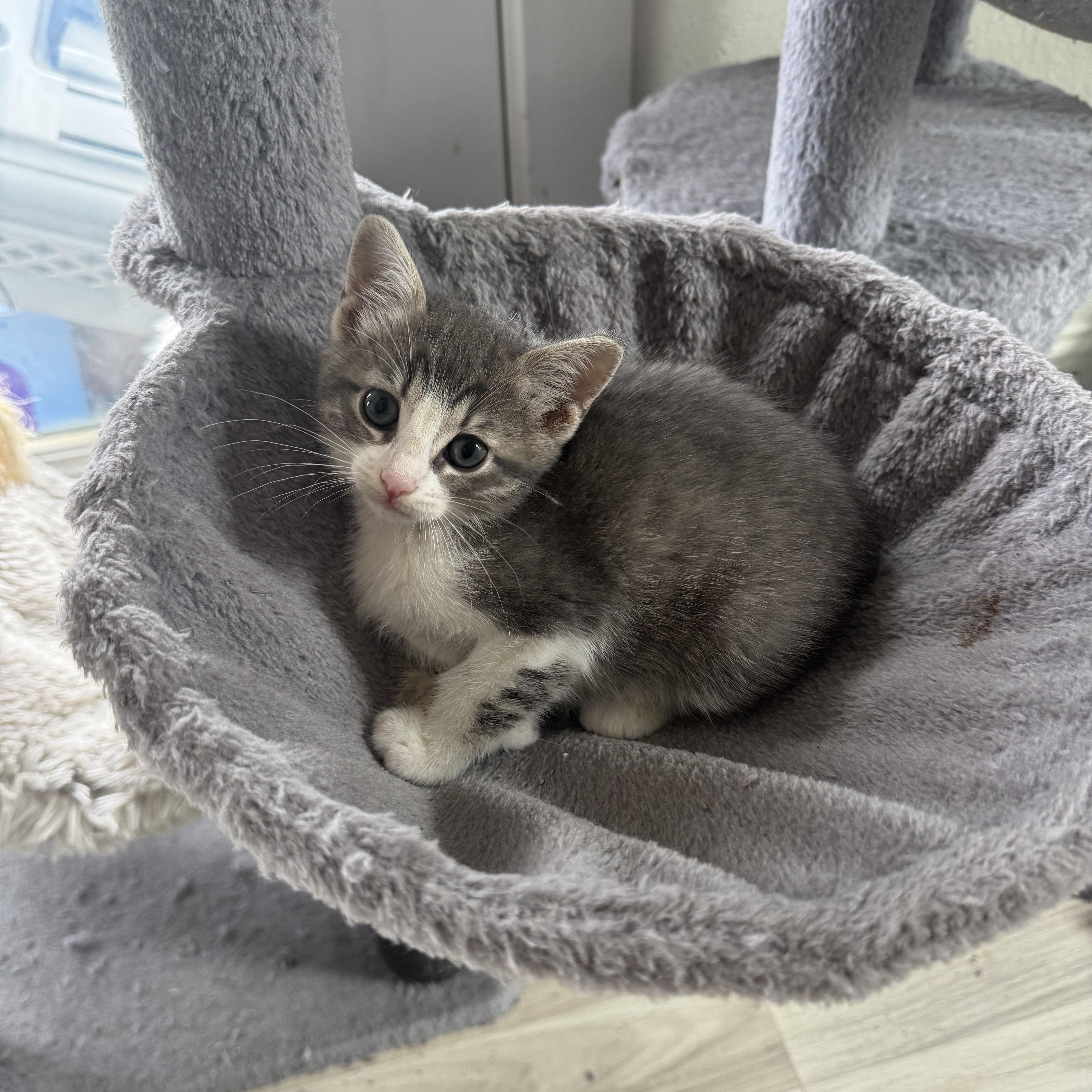 Enlarge Shortcake, a ADOPTABLE American Shorthair in Houston, TX image 2/2