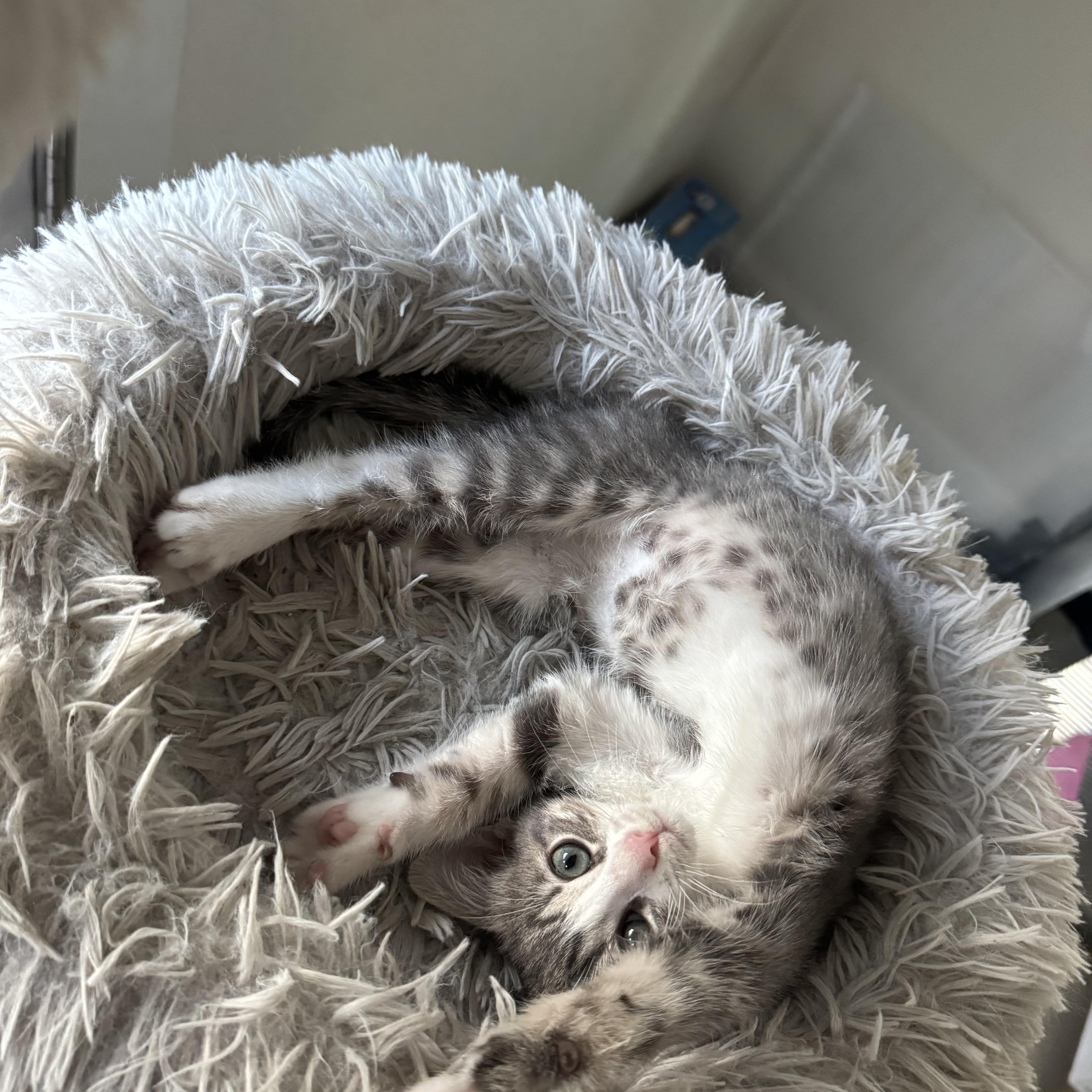 Enlarge Shortcake, a ADOPTABLE American Shorthair in Houston, TX image 1/2
