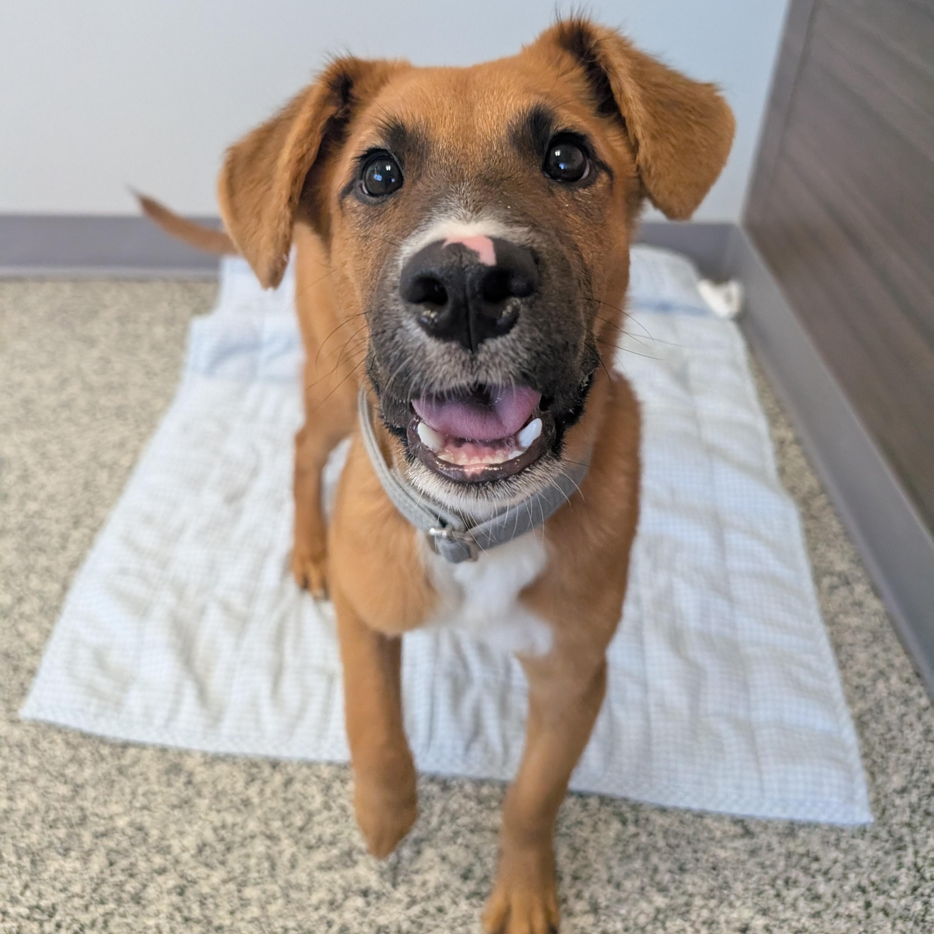 Enlarge Lolly, an adopted mixed breed in Detroit, MI image 2/5