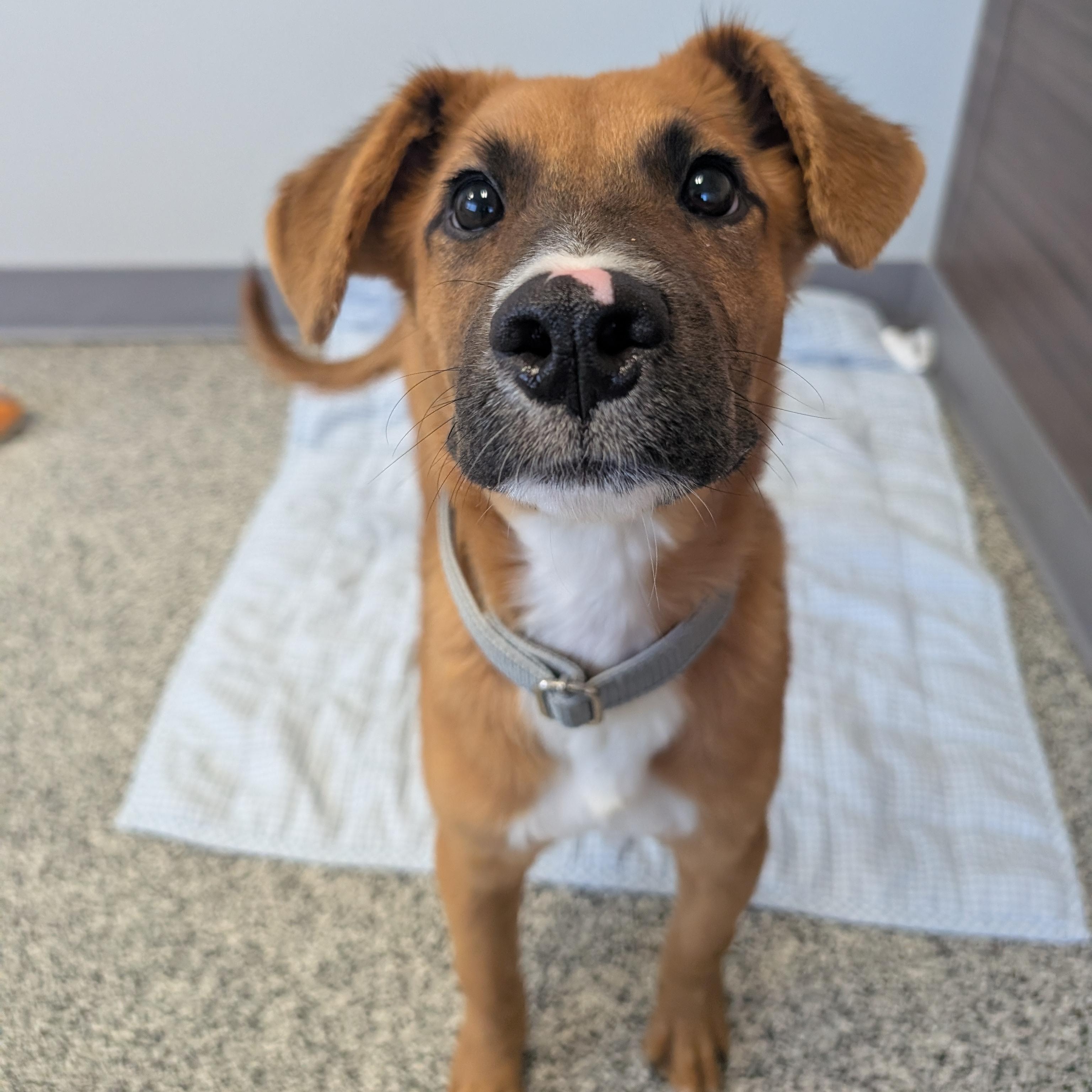 Lolly, adopted, Young Male German Shepherd Dog & Mixed Breed.