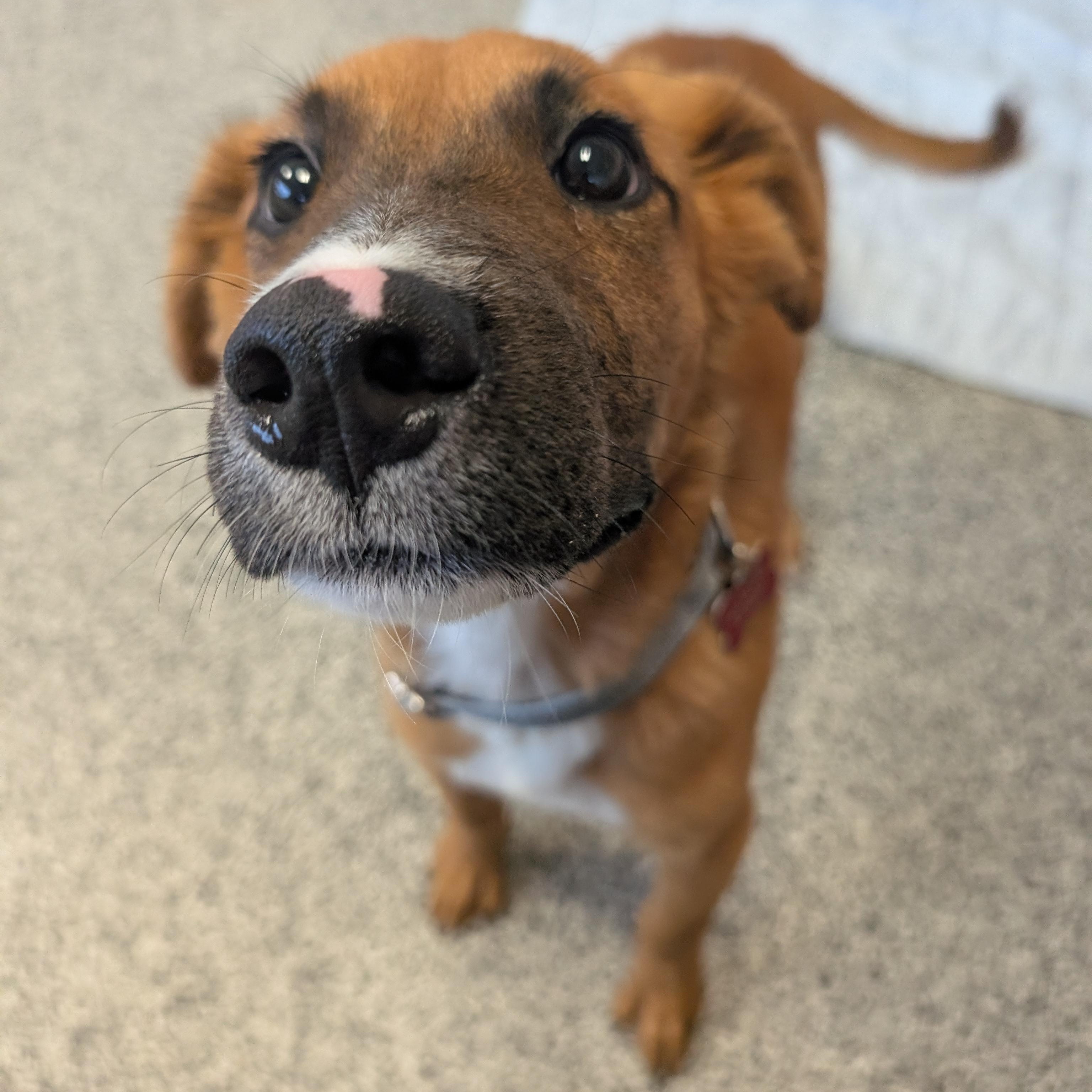 Enlarge Lolly, an adopted mixed breed in Detroit, MI image 3/5