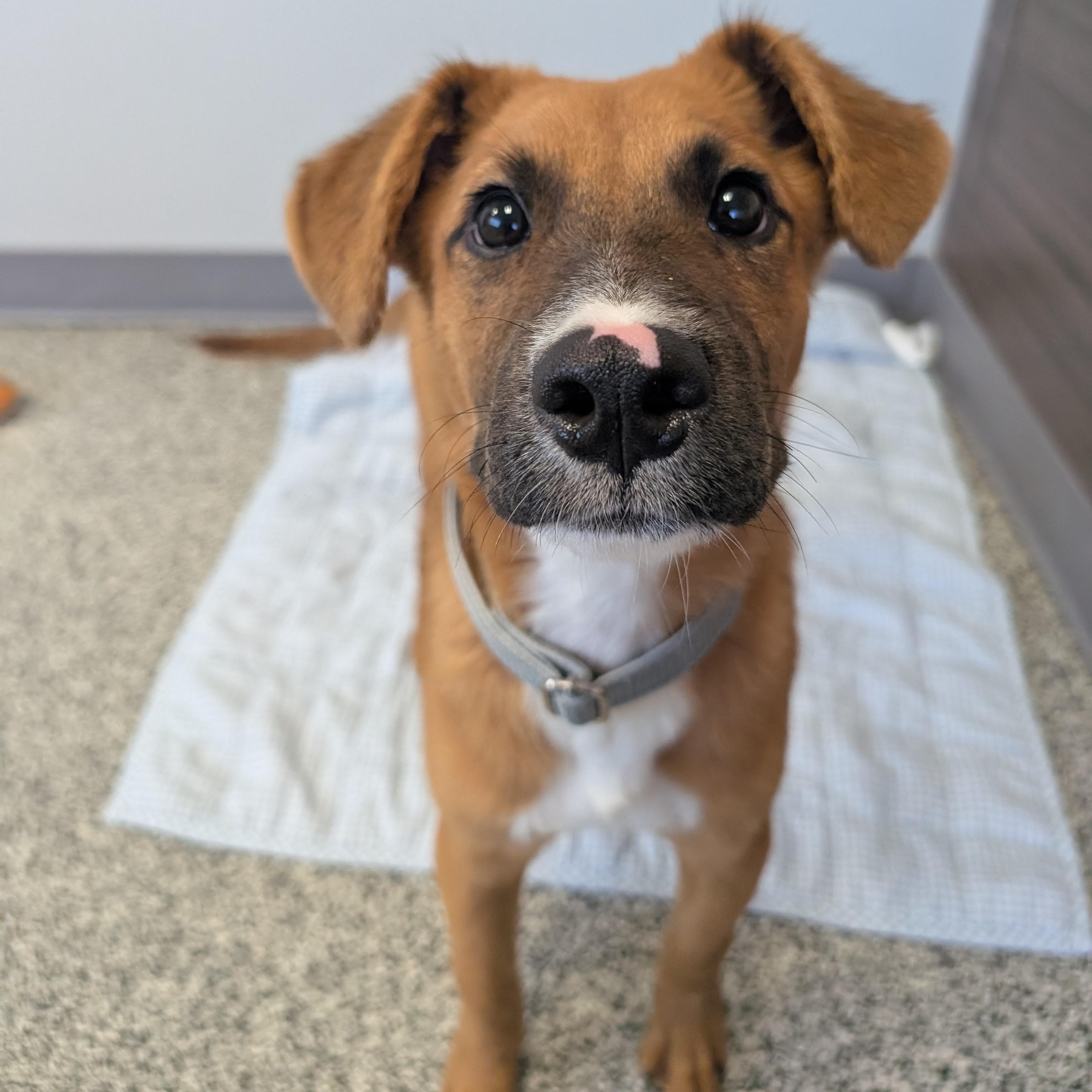 Enlarge Lolly, an adopted mixed breed in Detroit, MI image 4/5