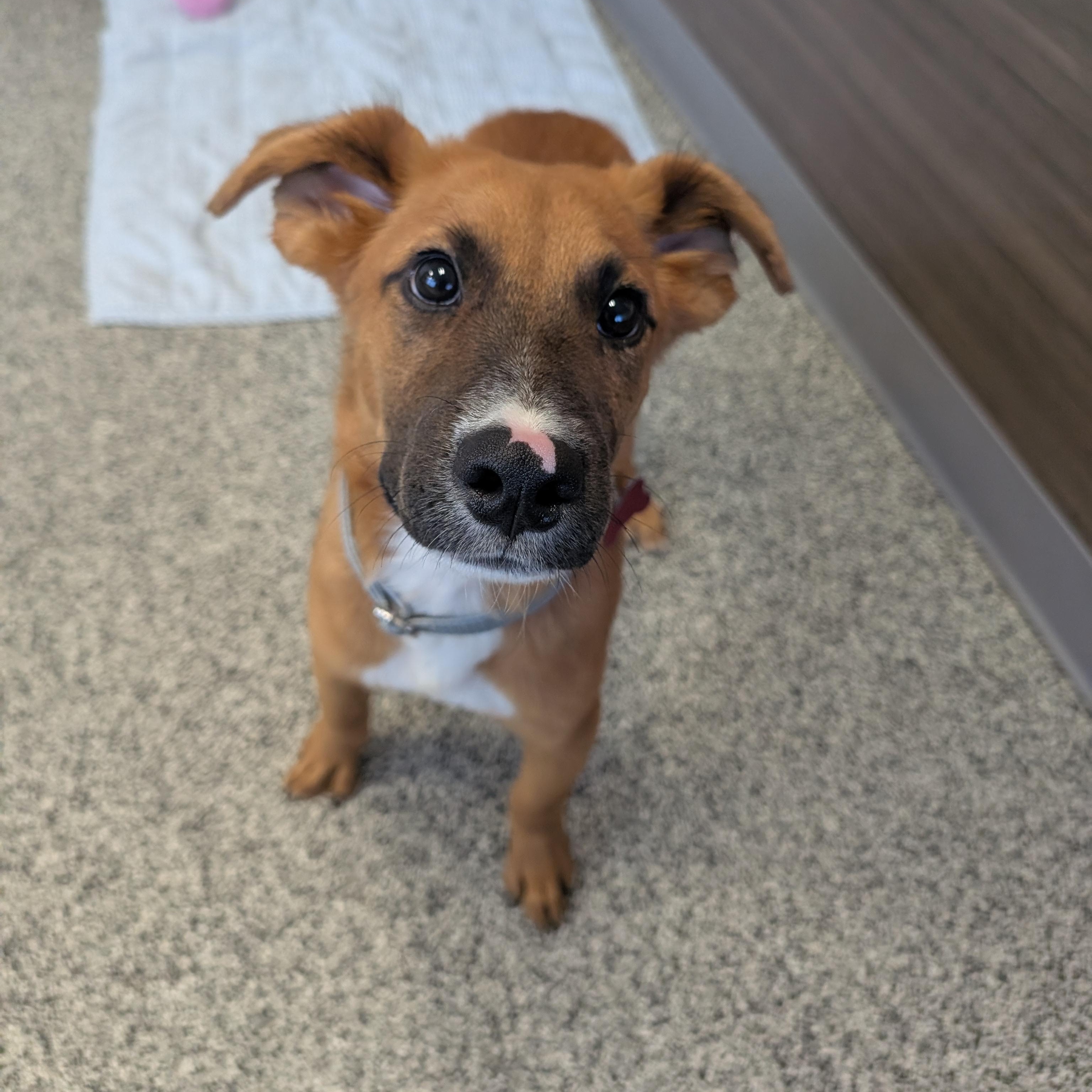 Enlarge Lolly, an adopted mixed breed in Detroit, MI image 5/5
