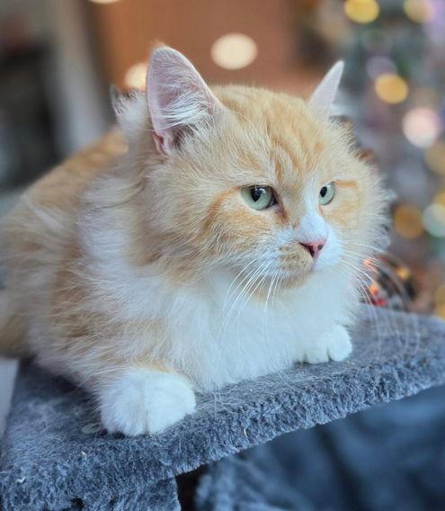 Purrince Harry, Adopted, Young Male Munchkin & Domestic Long Hair.