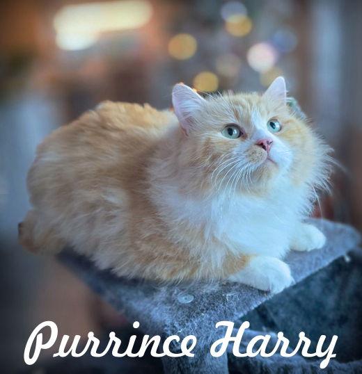 Purrince Harry, a Adopted mixed breed in Anaheim Hills, CA image 2/3