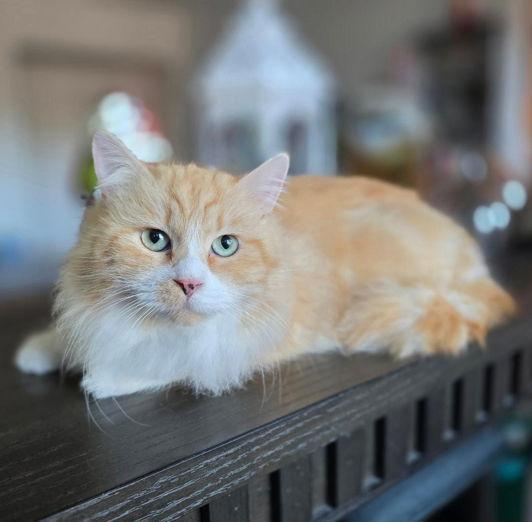 Purrince Harry, a Adopted mixed breed in Anaheim Hills, CA image 3/3