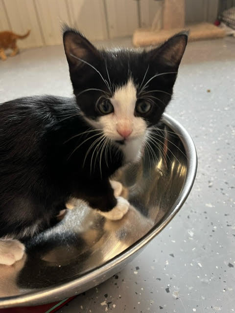 Malibu, Adopted, Kitten Female Domestic Short Hair.