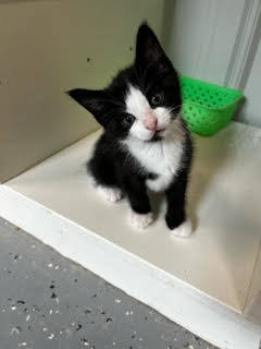 Enlarge Malibu, a Adopted Domestic Short Hair in Melfort, SK image 2/2