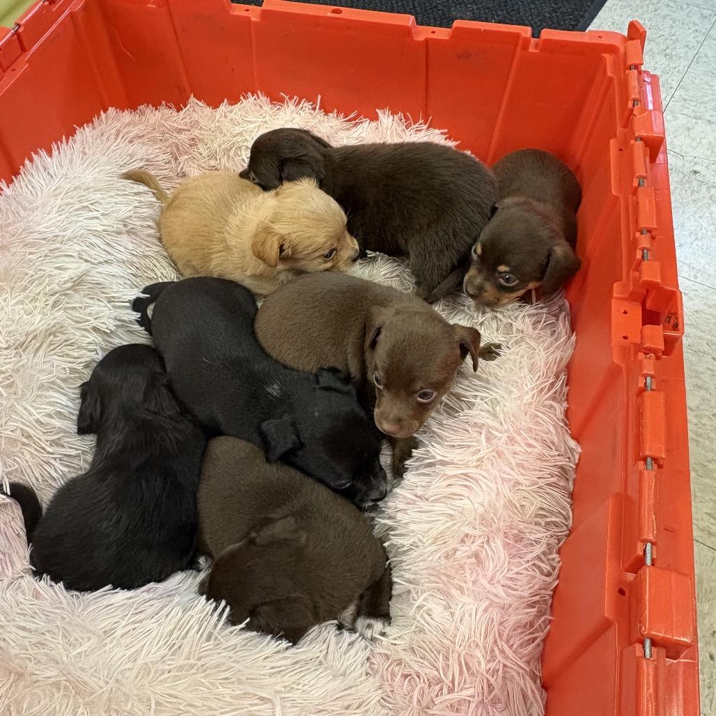 Enlarge Matthew, a Adoptable Chihuahua in Sacramento, CA image 1/5