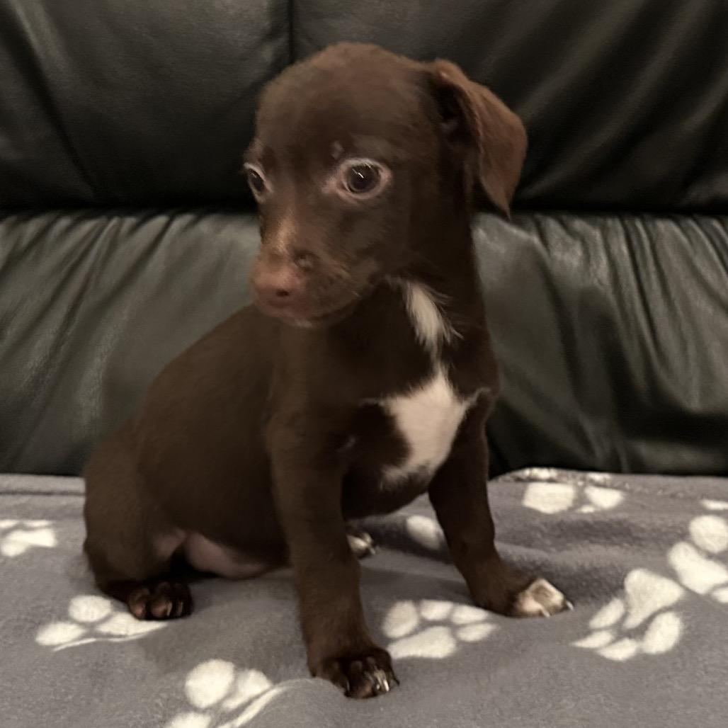 Enlarge Matthew, a Adoptable Chihuahua in Sacramento, CA image 2/5