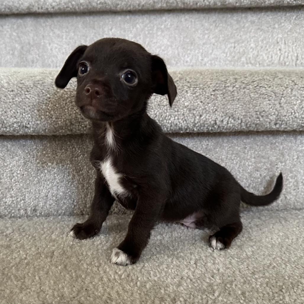Enlarge Matthew, a Adoptable Chihuahua in Sacramento, CA image 4/5
