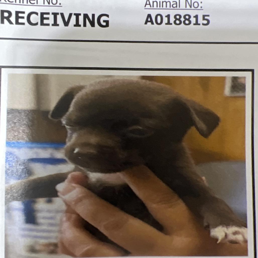 Enlarge Matthew, a Adoptable Chihuahua in Sacramento, CA image 5/5