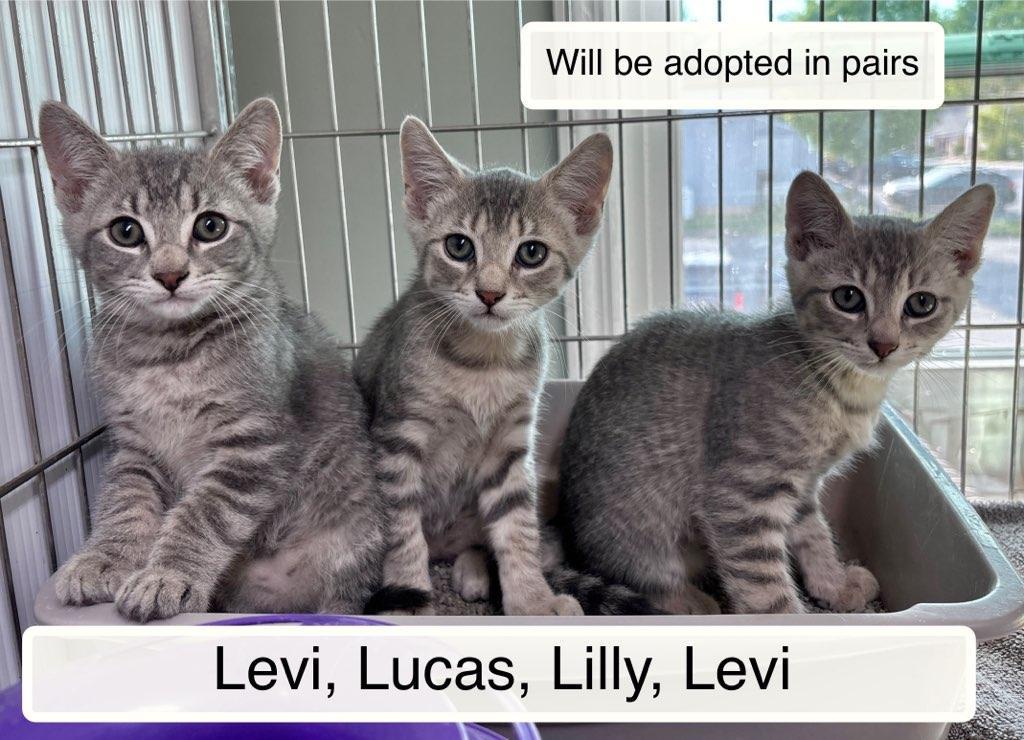 Luke and Levi, an adopted Domestic Short Hair in Ellicott City, MD image 2/5