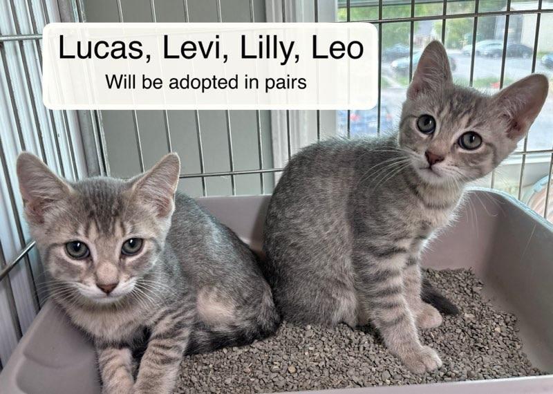 Luke and Levi, an adopted Domestic Short Hair in Ellicott City, MD image 5/5