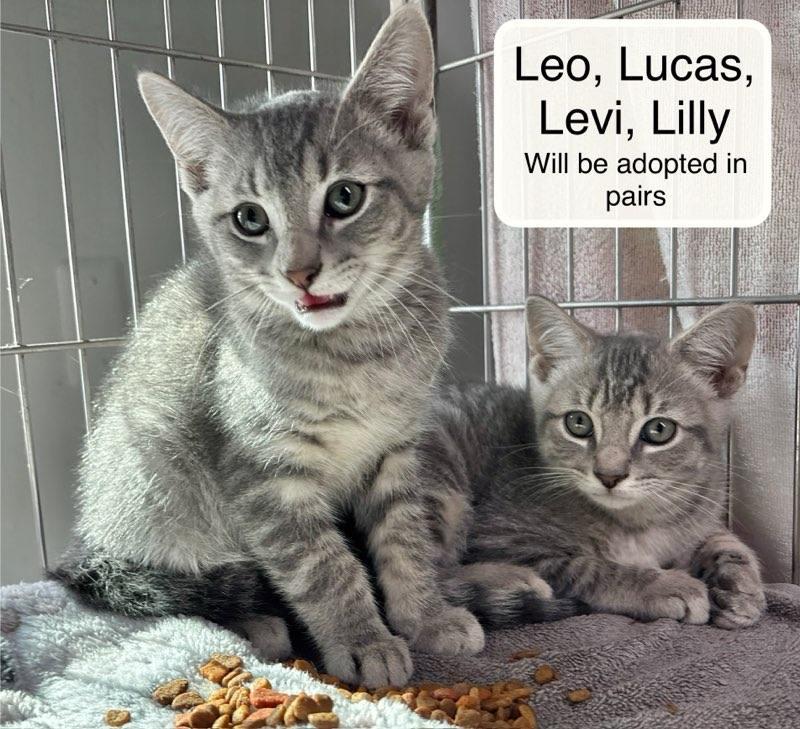 Luke and Levi, an adopted Domestic Short Hair in Ellicott City, MD image 1/5